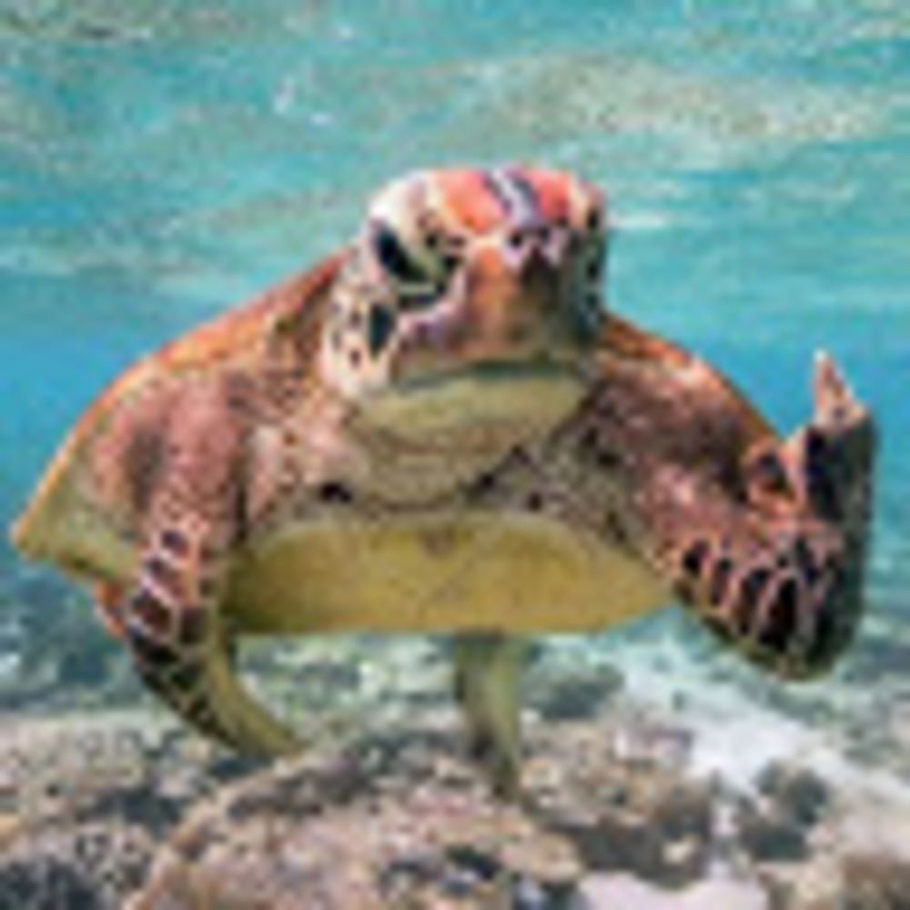 Meet your Posher, Kaleigh